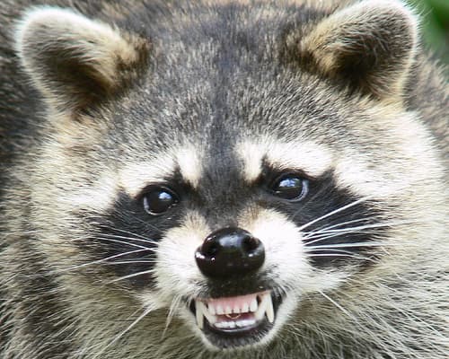 raccoon control toronto