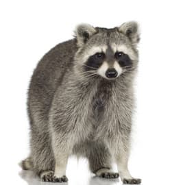 raccoon removal toronto