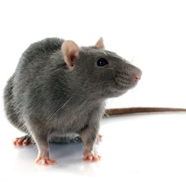 rat exterminator toronto