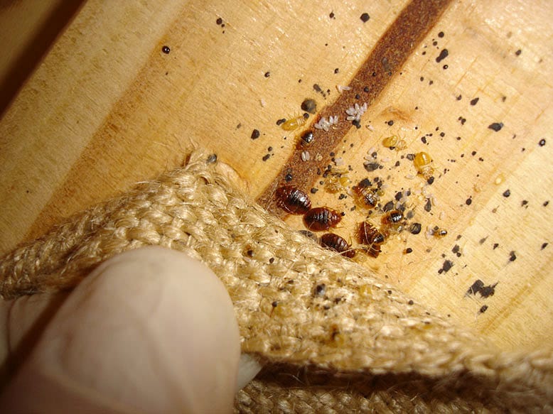 Bed Bug Exterminator Toronto Bed Bug Control Solutions