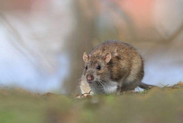 simple and effective ways to prevent a rat infestation