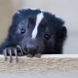 skunk removal toronto