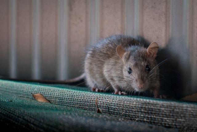 tips for dealing with a rat problem